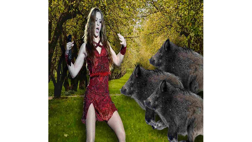 Pop icon Shakira is attacked by wild boars